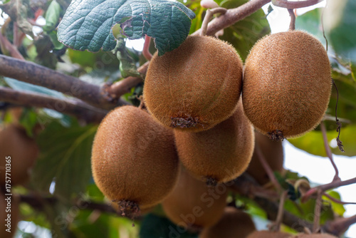 Kiwi picking season. Kiwi o...
