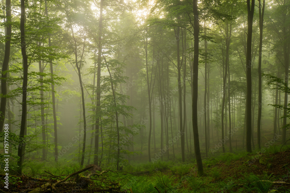 Naklejka premium Bäume im Nebel bei Sonnenaufgang in der Pfalz – Teleaufnahme im goldenen Morgenlicht