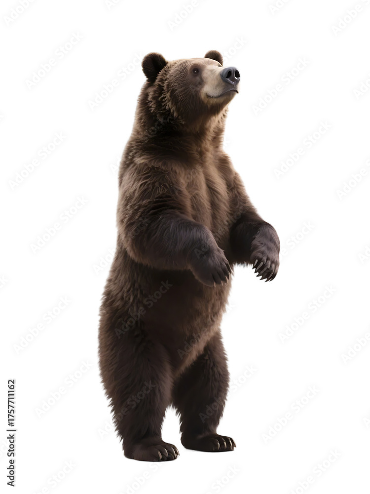 Fototapeta premium A brown bear is seen standing upright, showcasing its sturdy build in a natural outdoor setting.