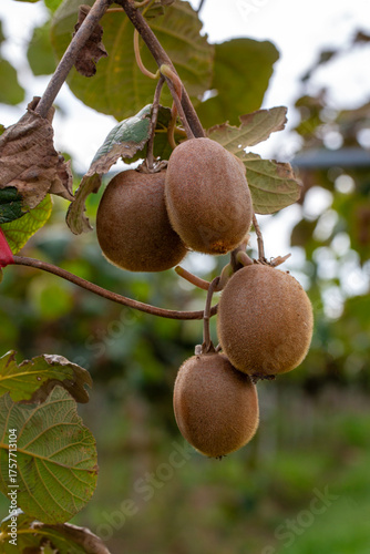 Kiwi picking season. Kiwi o...