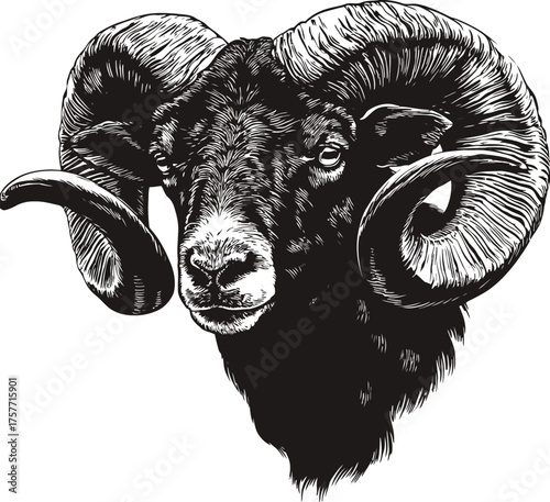 Detailed ram head artistic rendering majestic wild animal portrait powerful horns symbolism vector