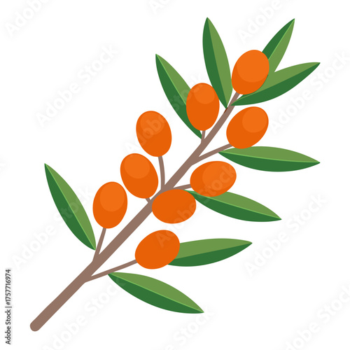 Bright orange sea buckthorn on a branch. Isolated vector illustration on white background