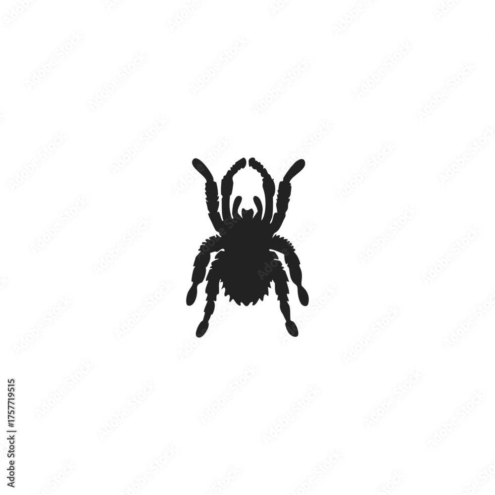 Obraz premium silhouette spider, tarantula
