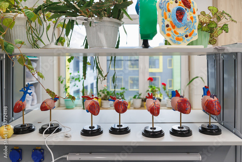 Colorful Anatomical Heart Models Displayed in a Classroom Lab