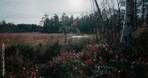 Nordic Autumn Marsh