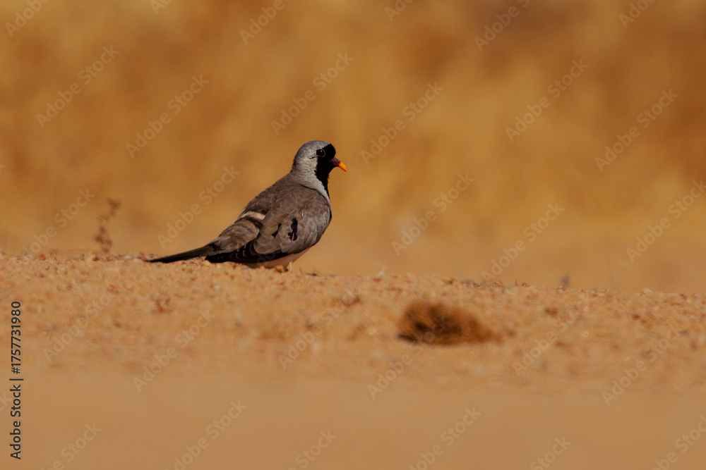 Obraz premium Namaqua dove Oena capensis very small pigeon found over much of Sub-Saharan Africa as well as Arabia and Madagascar, bird with long tail near the water in desert