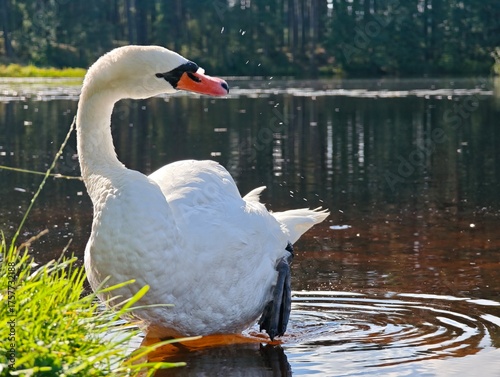 swan on the lake