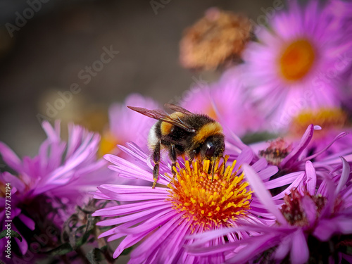 bee on a flower