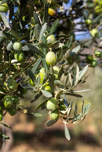 Green olives in olive tree ...