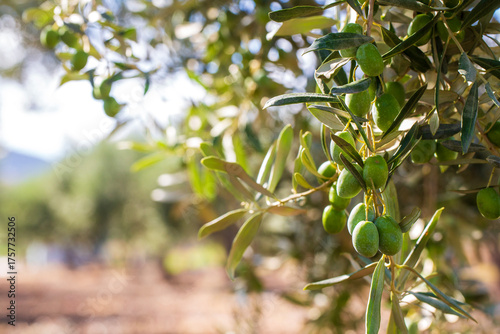 Green olives in olive tree ...