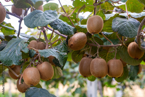 Kiwi picking season. Kiwi o...