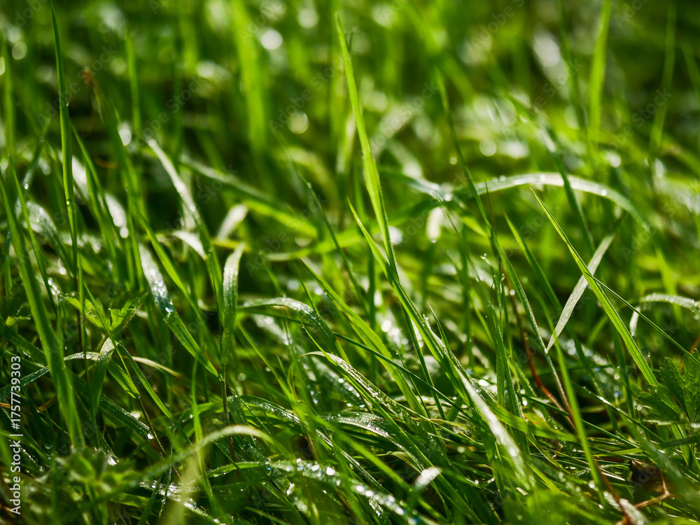 Obraz premium A field of green grass with dew on it. The grass is lush and vibrant, giving the image a sense of freshness and vitality