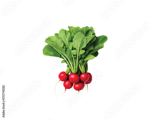 Radishes with green leaves isolated on a white background, healthy organic root vegetable for salads, for food blogs and grocery ads.