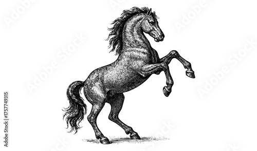 Rearing Horse – Vintage Engraving Illustration of a Horse with Front Legs Raised Showing Energy and Strength, Black and White Etching, Vector and PNG Isolated on Transparent Background