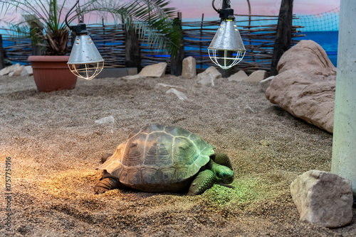 Картината върху платно Large tortoise under heat lamps in terrarium enclosure with sand, rocks and plants at dusk or evening time