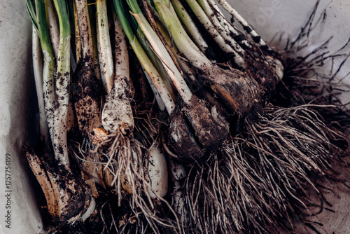 bunch of garlic on the market