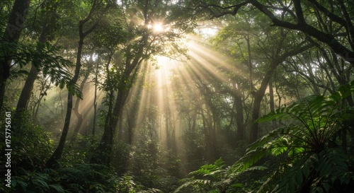 Sunbeams in a Lush Green Forest