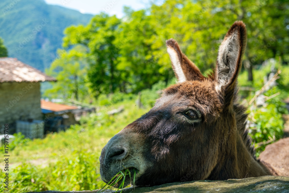 Fototapeta premium donkey close up, foal Equus asinus, Equus africanus asinus, rustic scene with donkey feeding on fresh pasture on sunny day, Farm Animal Portrait
