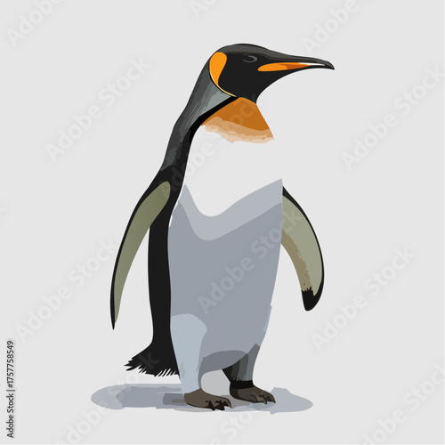 king penguin wild bird standing isolated