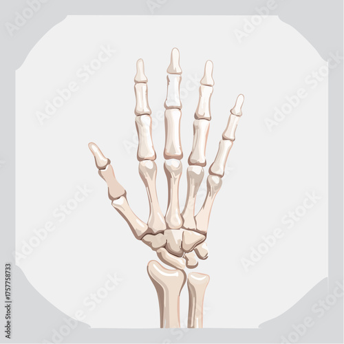 Human hand bone structure anatomy on grey background