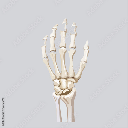 Human hand skeleton anatomy medical science bone