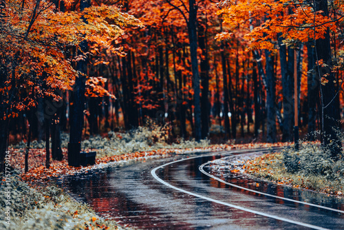 Wet winding road through autumn forest with vibrant orange and red foliage after rain in fall season