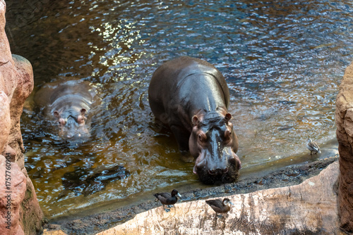 Large hippopotamus resting at the water's edge of a zoo enclosure with small ducks walking nearby. Concept of wildlife observation, zoological parks, and animal coexistence.