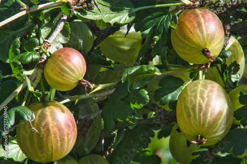 four ripe gooseberries on a bush in close-up