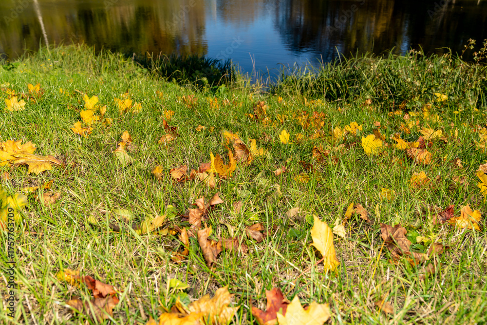 Obraz premium Yellow leaves on the grass in the forest, autumn.