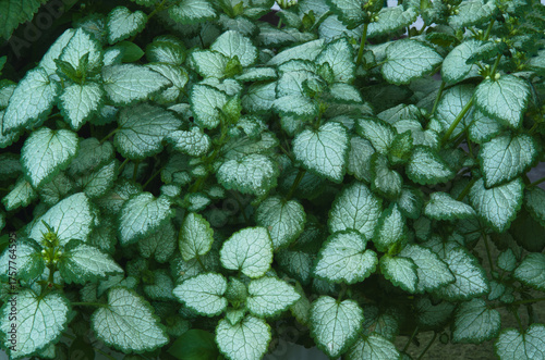 an ornamental plant with two-colored leaves growing on the ground in the garden