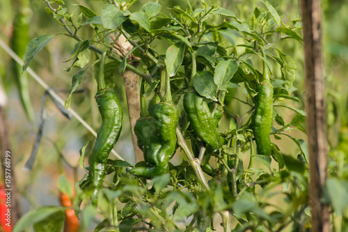 chili peppers on the chili farm	
