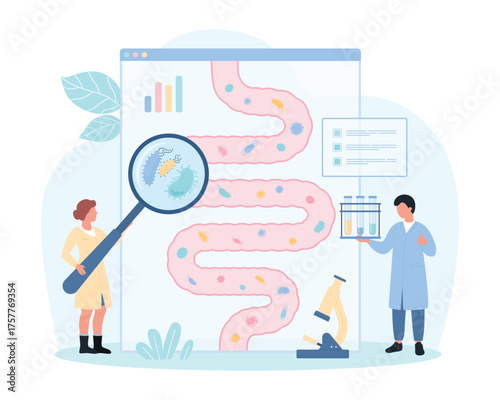 Healthy gut microbiome vector illustration. Cartoon tiny people with magnifying glass check lactobacilli, good microbiota inside human intestine on gastrointestinal tract anatomy infographic diagram