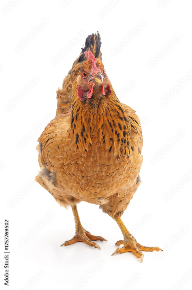 Fototapeta premium Brown chicken close up on white background.