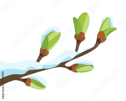 Spring buds covered in snow on a tree branch