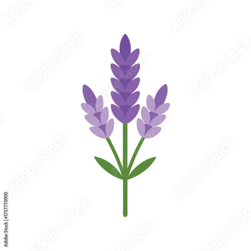 lavender bunch flat vector illustration