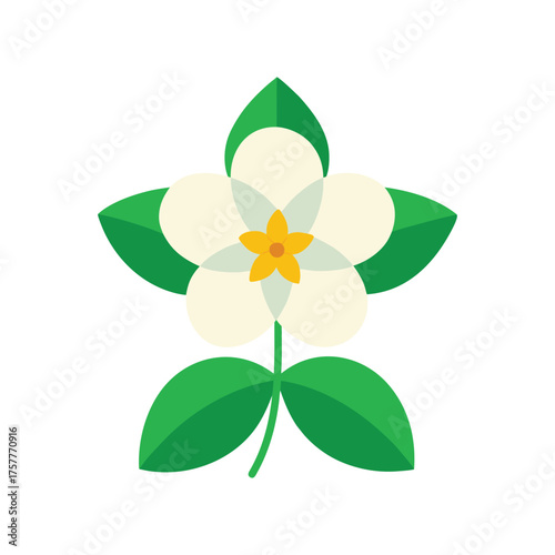 jasmine flower vector illustration