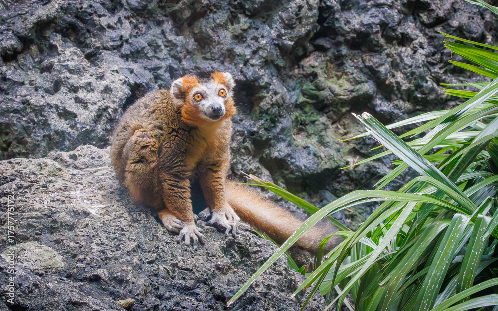 Obraz premium The Crowned Lemur native to Madagascar at a zoo in Alabama. The crowned lemur is endangered due to habitat fragmentation because of slash and burn agriculture,. charcoal production and mining.