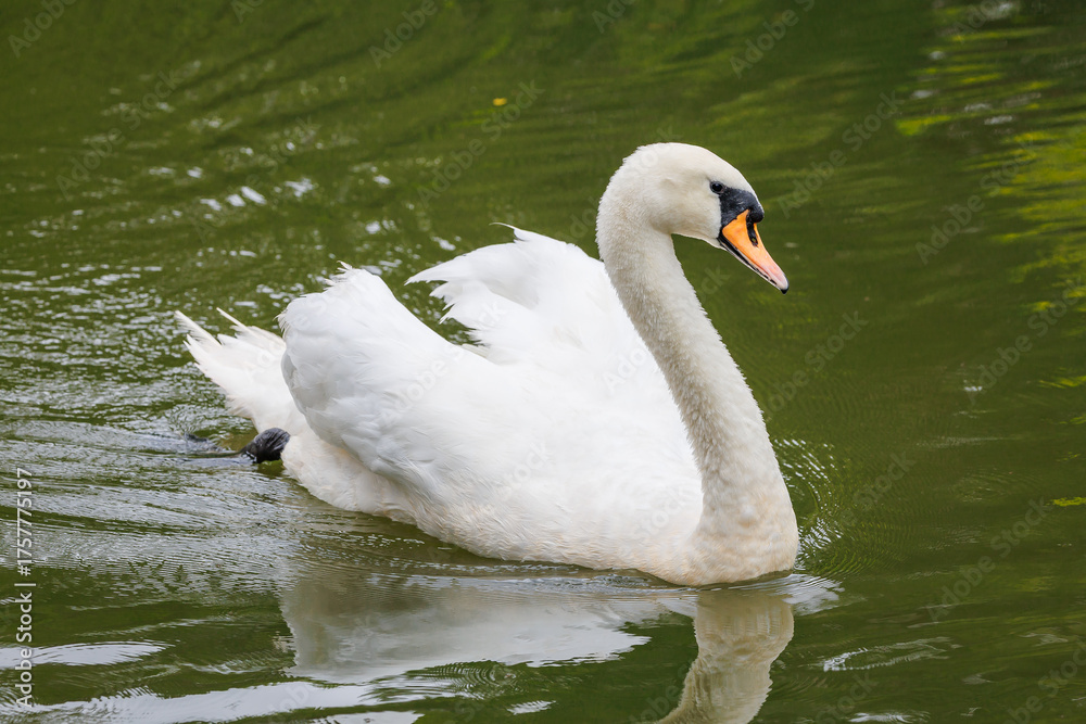 Fototapeta premium The Mute Swan swimming in a pond at a zoo exhibit. . The mute swan is native to Eurasia and is an introduced species in North America.