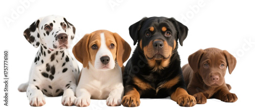 Four cute dogs of various breeds are lying side by side, showing their lovely appearances.