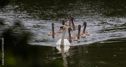 Photography Swan Swimming with Seven Cygnets