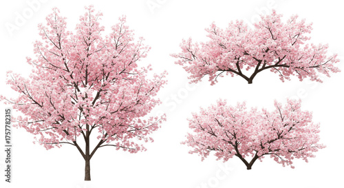 Beautiful Cherry Blossom Trees in Full Bloom.