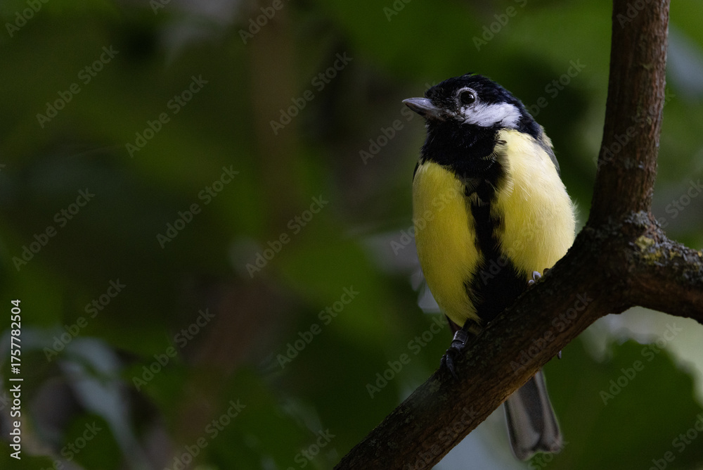 Obraz premium Coal Tit Perched on a Branch
