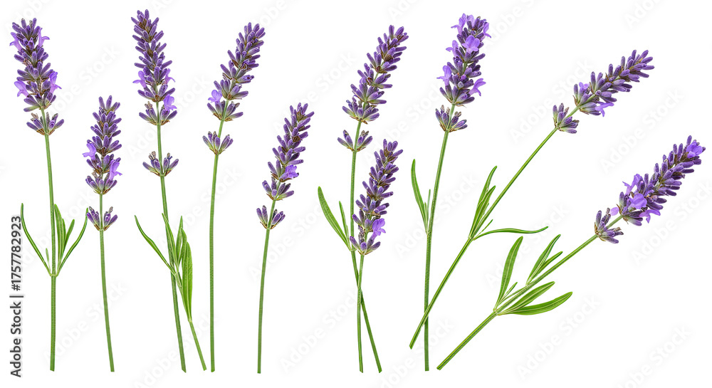 Naklejka premium Beautiful Lavender Stems with Green Leaves on White Background.