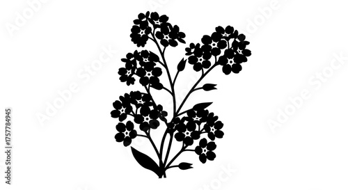 Silhouette of forget-me-not flowers and buds on stems