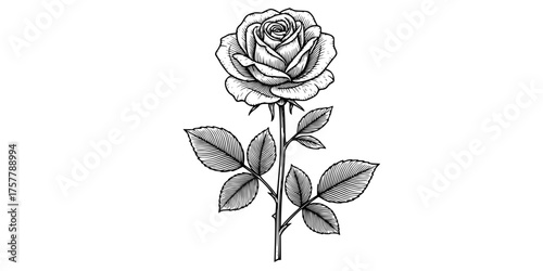 Retro Engraving Elegant Single Rose Flower with Cross-Hatching Detail