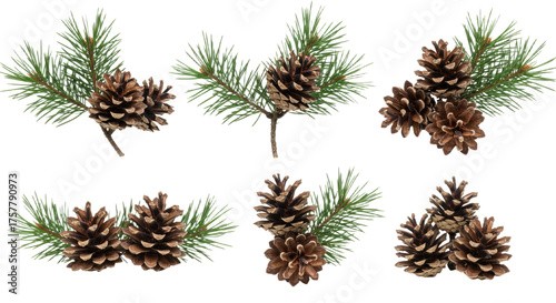 Collection of Pine Cones and Pine Needles on White Background 5.