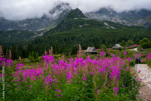 Kwitnąca polana Gąsienicowa w Tatrach