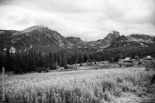 Kwitnąca polana Gąsienicowa w Tatrach