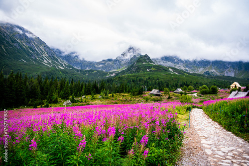 Kwitnąca polana Gąsienicowa w Tatrach