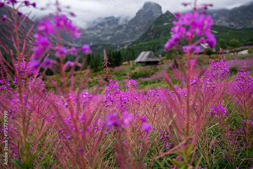 Kwitnąca polana Gąsienicowa w Tatrach